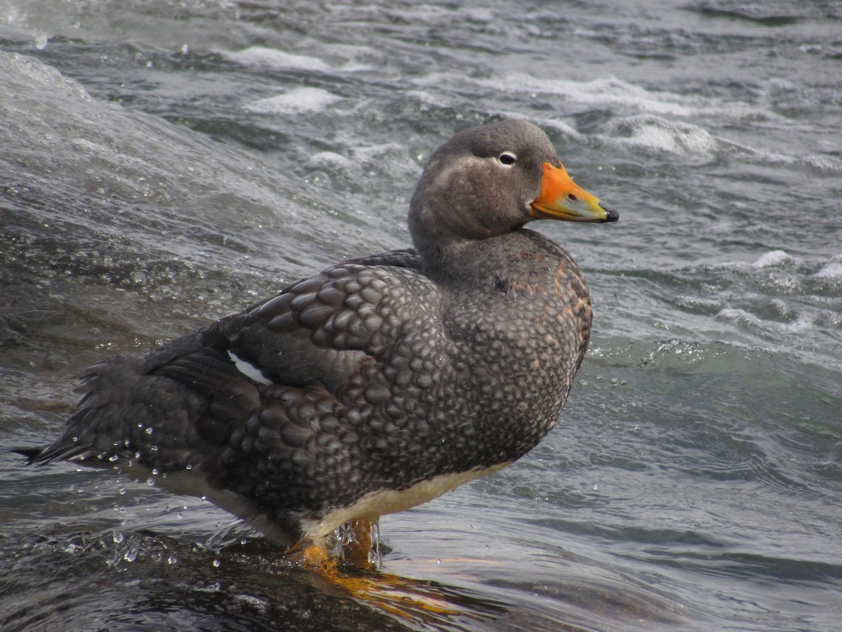 Flightless Steamer-Duck - ML488713471