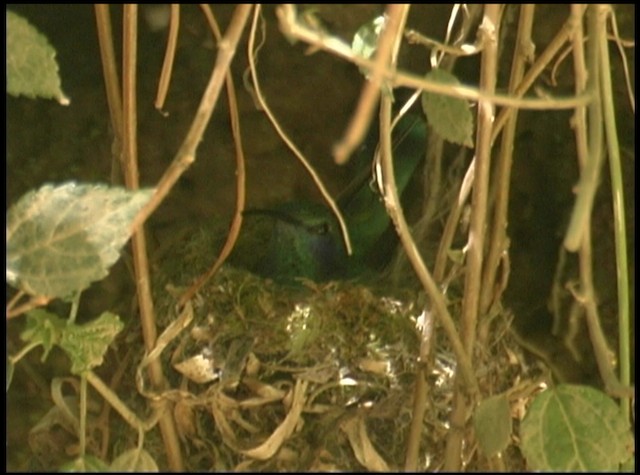 Lesser Violetear (Costa Rican) - ML488715