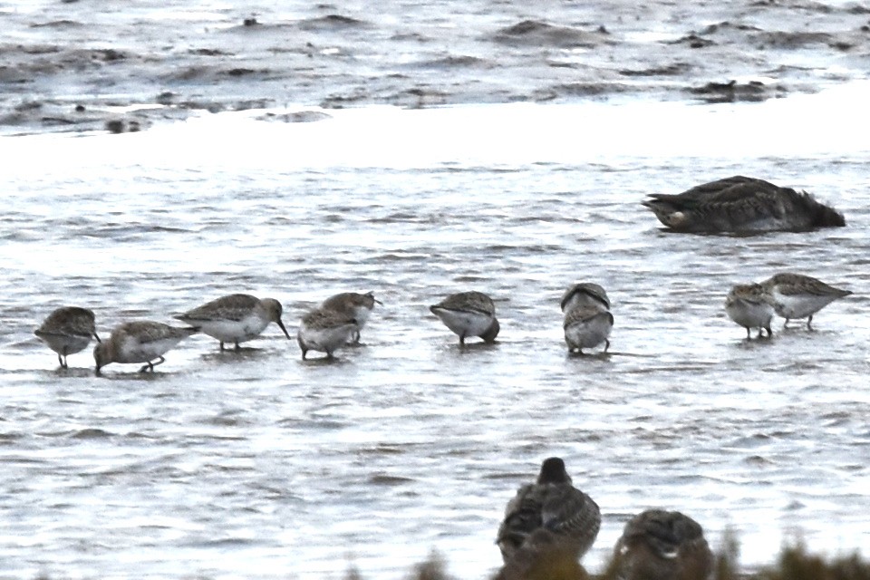 Dunlin - ML488715161