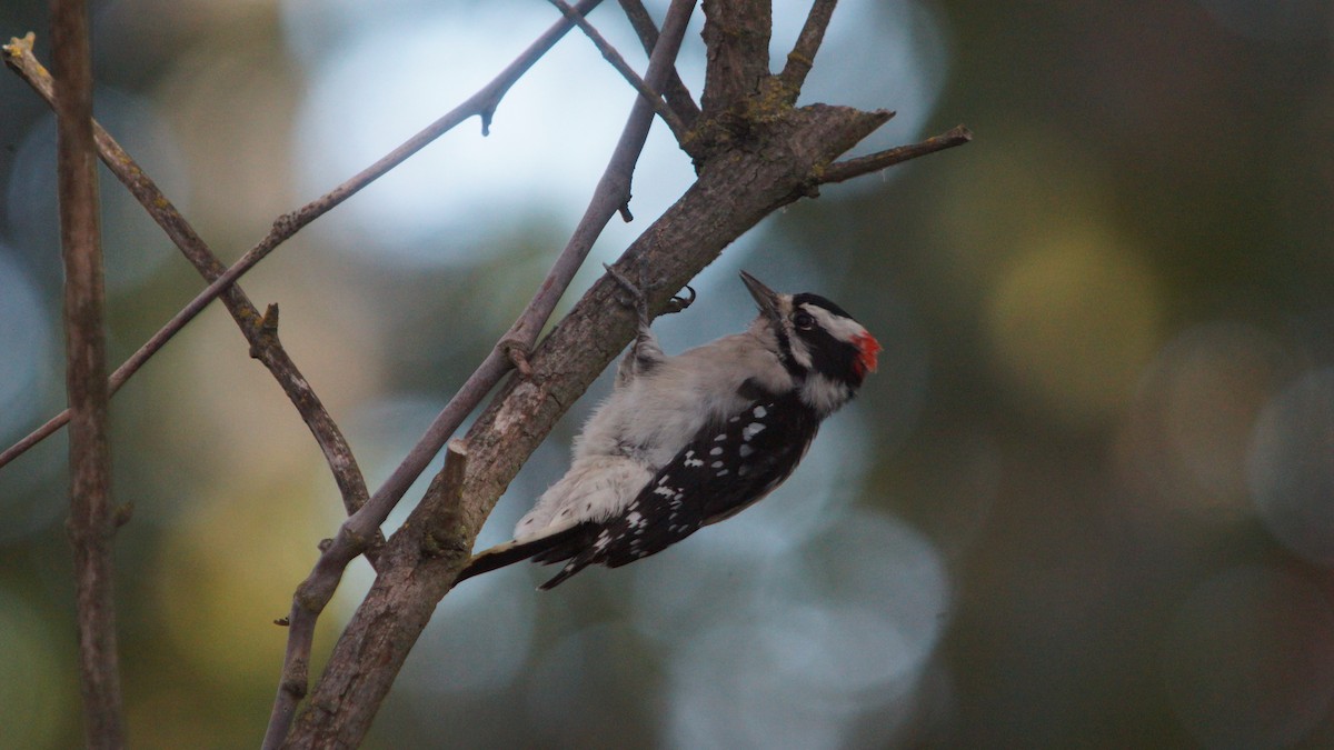 Downy Woodpecker - Steve Lindley