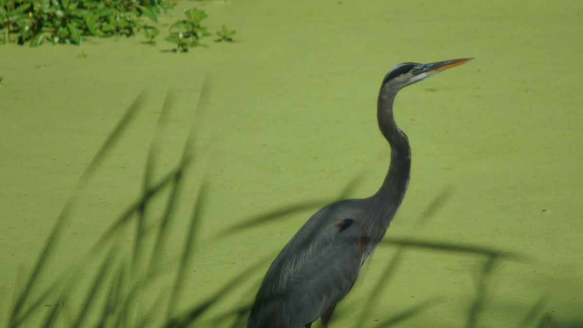 Great Blue Heron - ML488715511