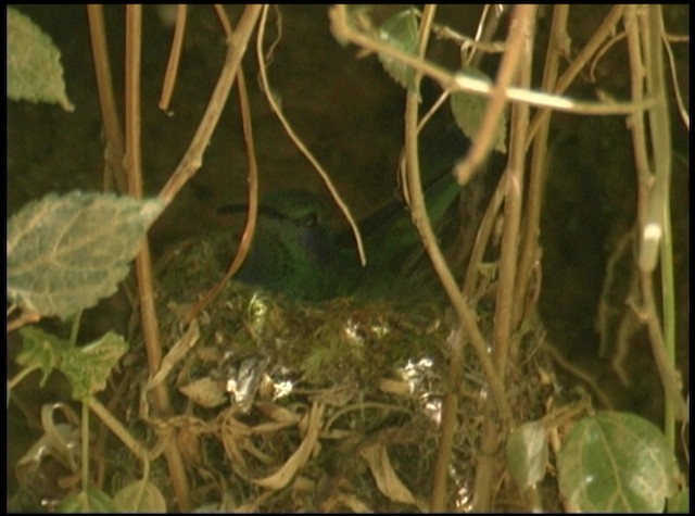 Lesser Violetear (Costa Rican) - ML488716