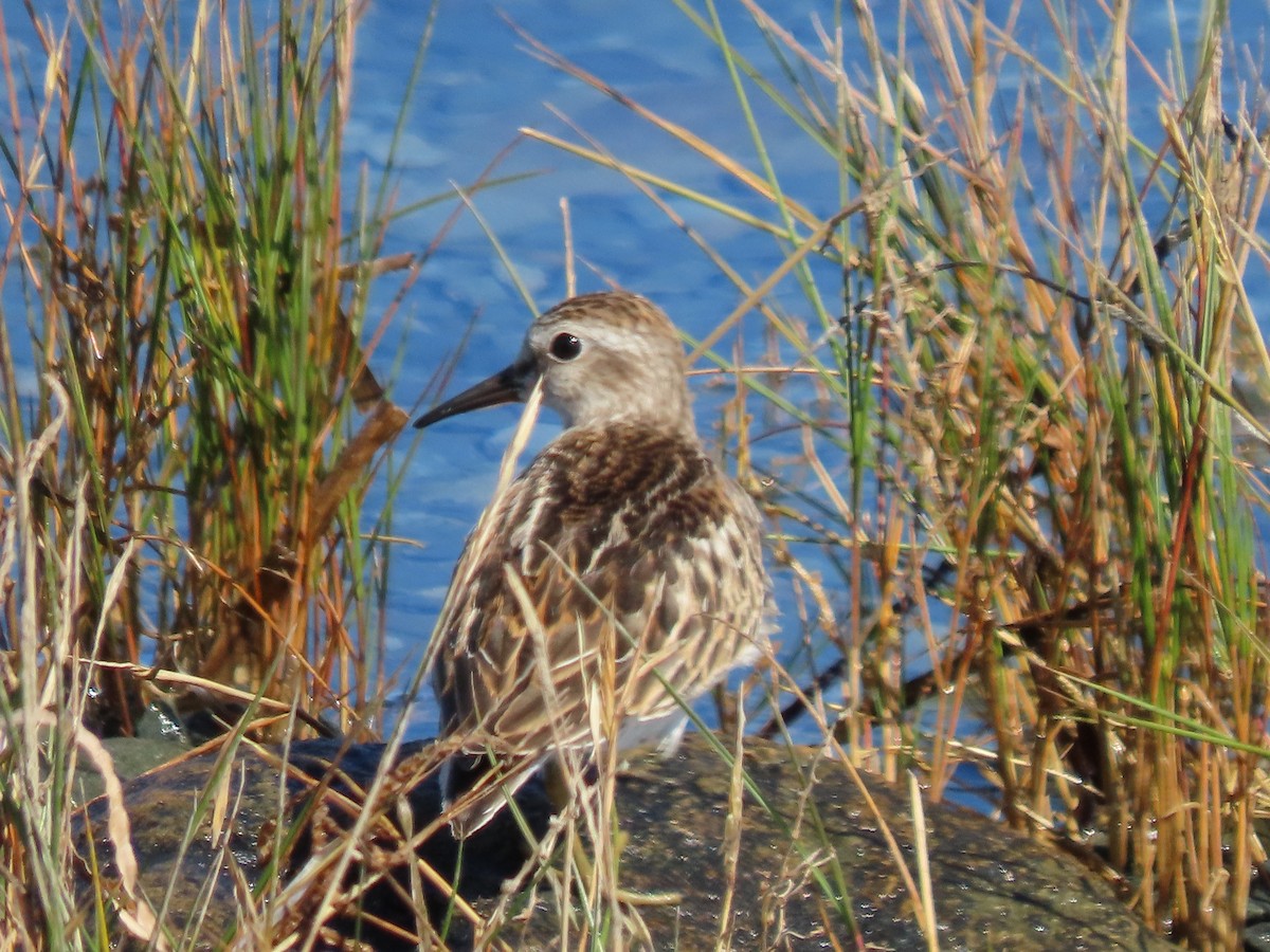 Least Sandpiper - ML488716201