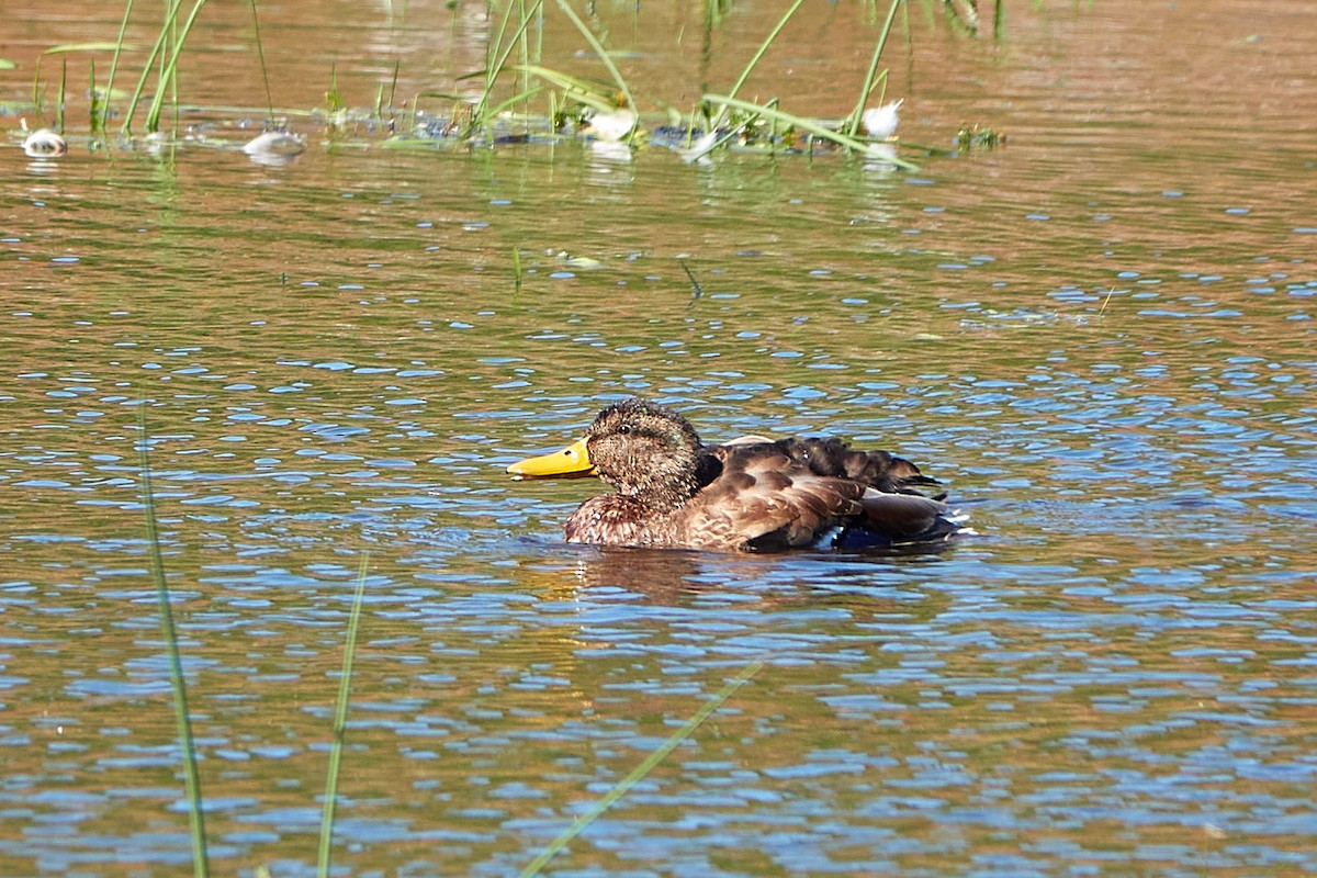 Mallard - Elodie Roze