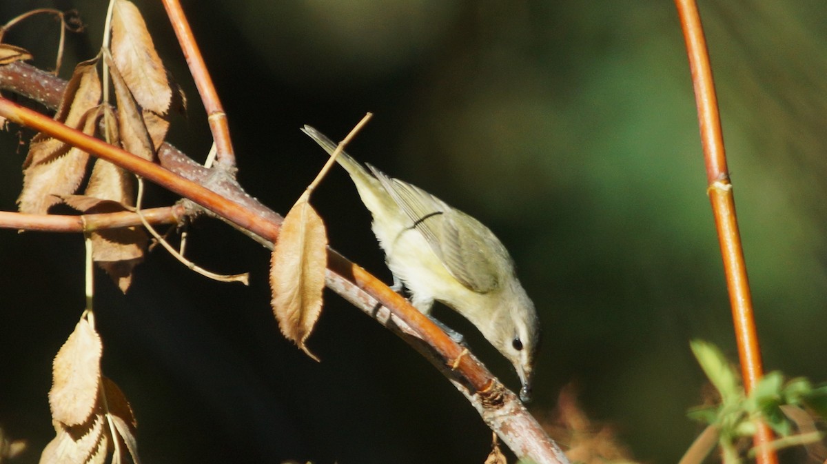 Warbling Vireo - Steve Lindley