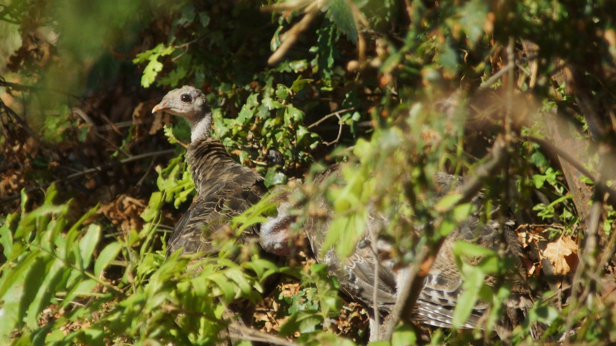 Guajolote Gallipavo - ML488716711