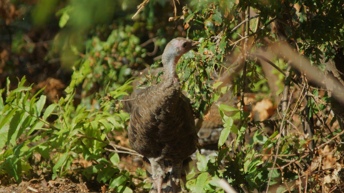 Wild Turkey - ML488716741