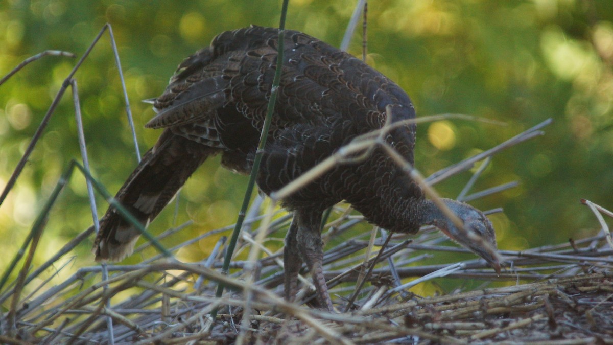 Wild Turkey - Steve Lindley