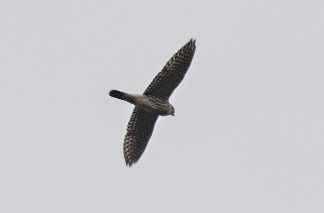 コチョウゲンボウ（columbarius） - ML488716921
