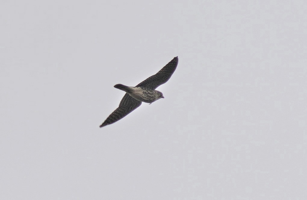 コチョウゲンボウ（columbarius） - ML488716981