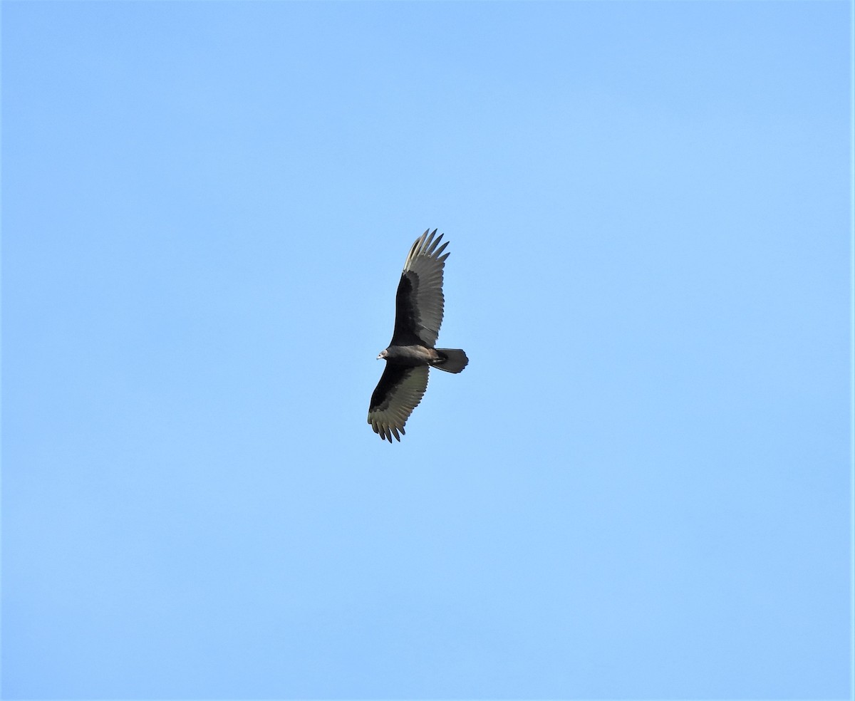 Turkey Vulture - ML488717001