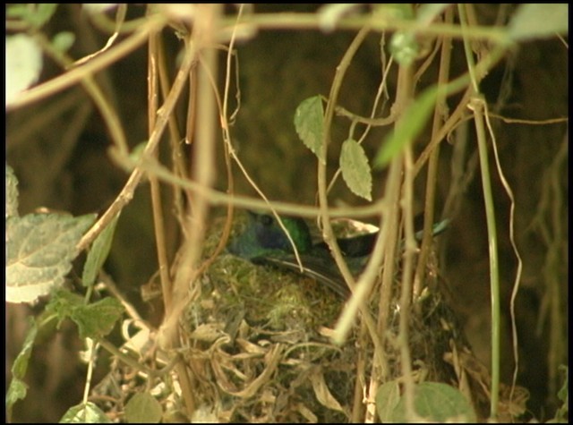 Lesser Violetear (Costa Rican) - ML488718