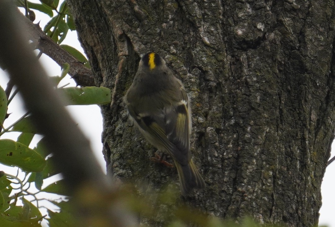 Golden-crowned Kinglet - ML488718151