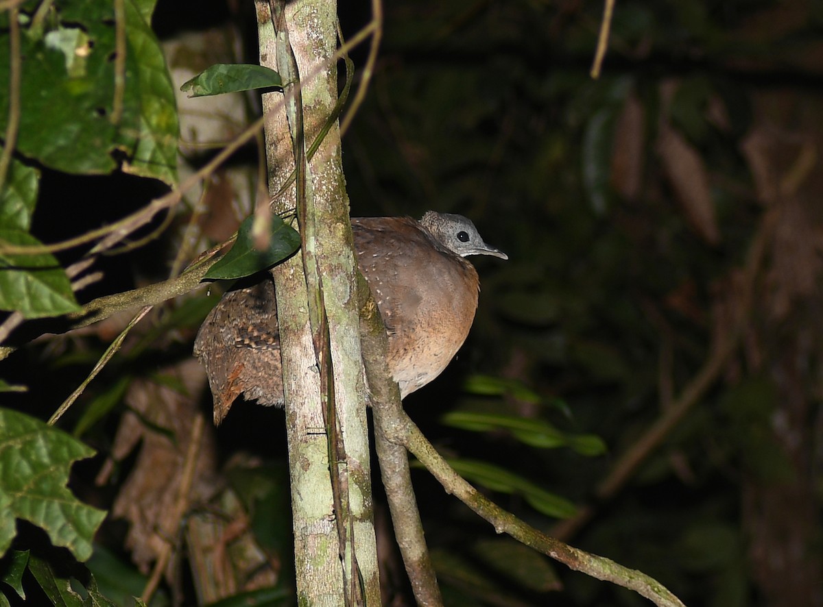 White-throated Tinamou - ML488718391