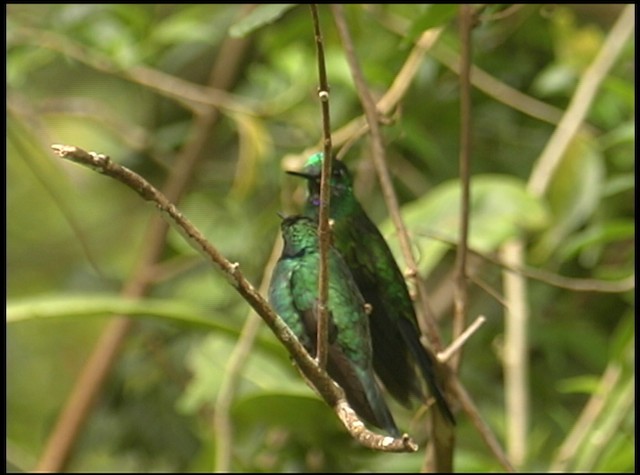 Colibri cyanote (cabanidis) - ML488721