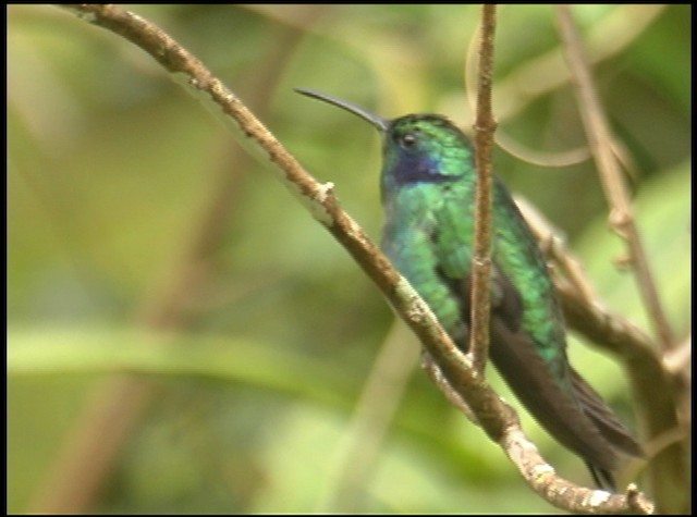 Lesser Violetear (Costa Rican) - ML488722