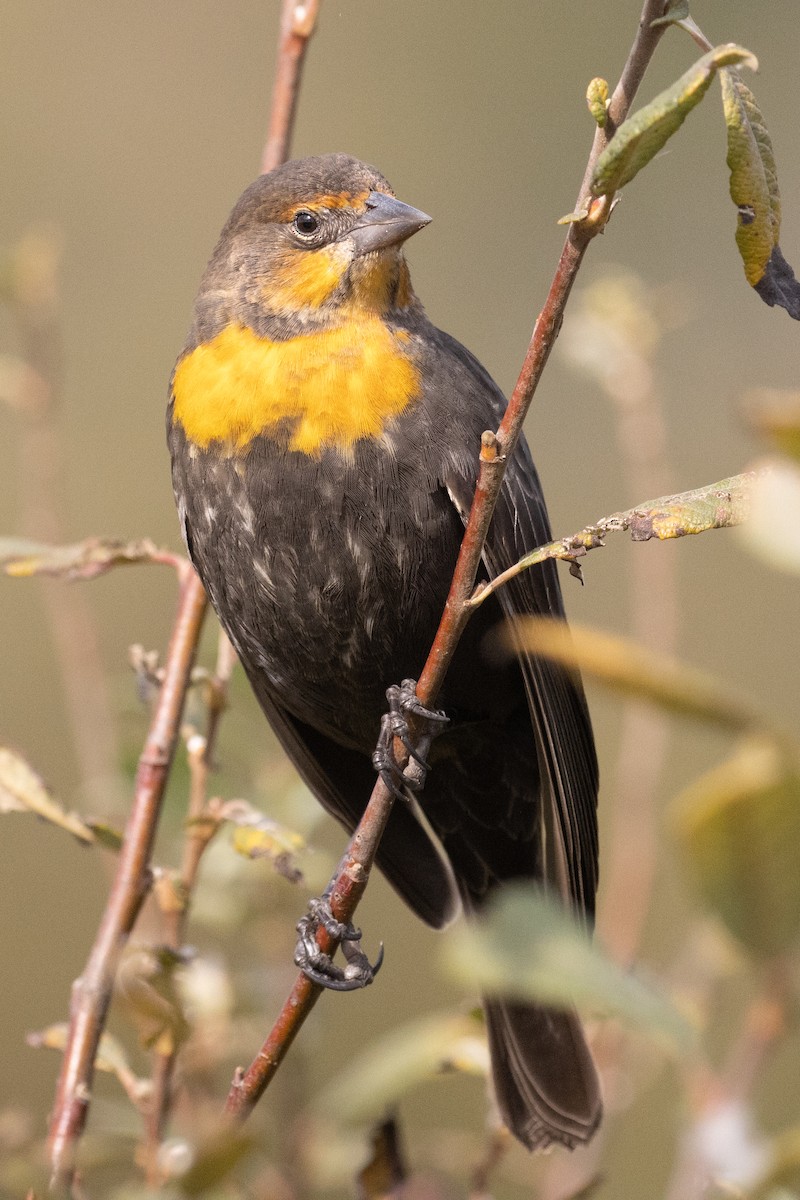 Yellow-headed Blackbird - ML488722281