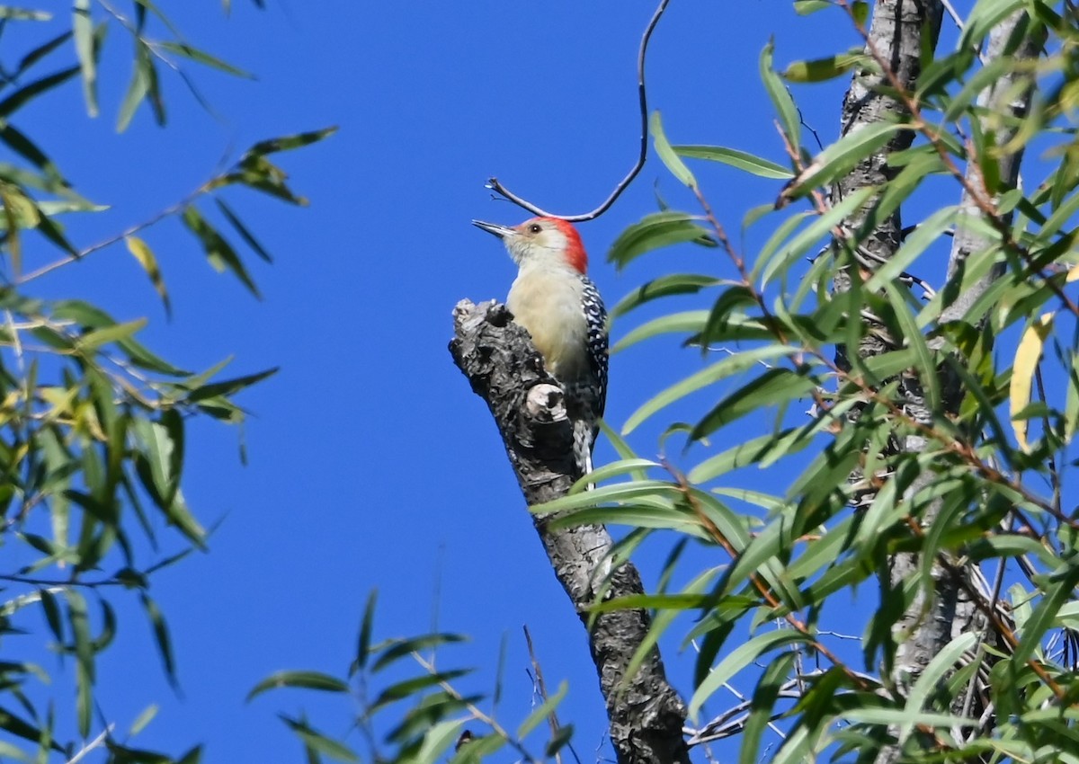 Red-bellied Woodpecker - ML488723151