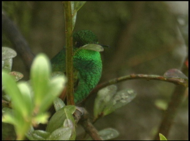 Stripe-tailed Hummingbird - ML488724