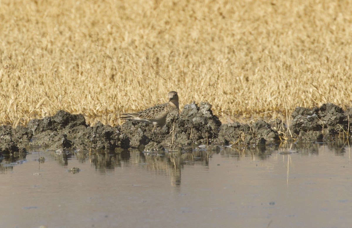 Buff-breasted Sandpiper - ML488726281