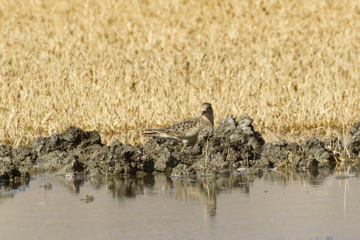 Buff-breasted Sandpiper - ML488726291