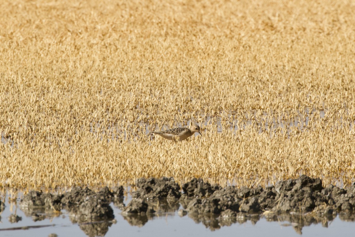 Buff-breasted Sandpiper - Anthony Metcalf