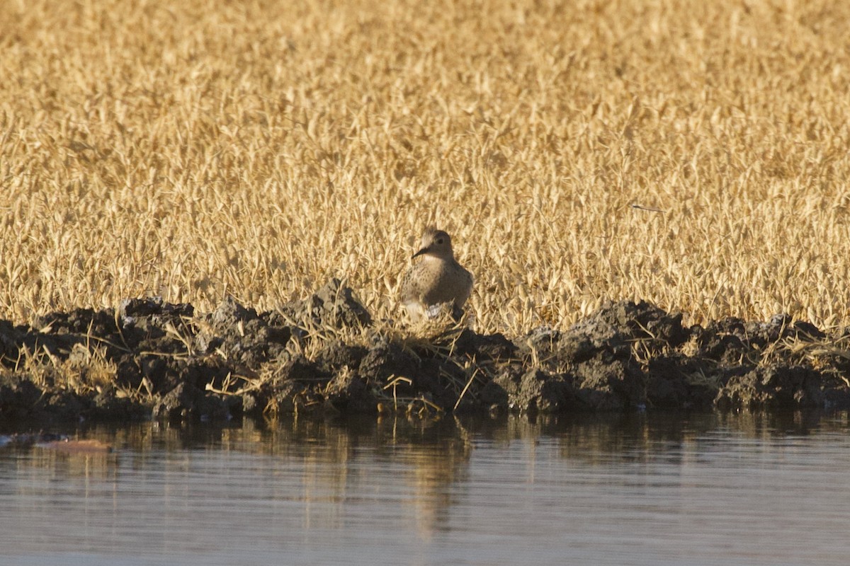 Buff-breasted Sandpiper - ML488726311