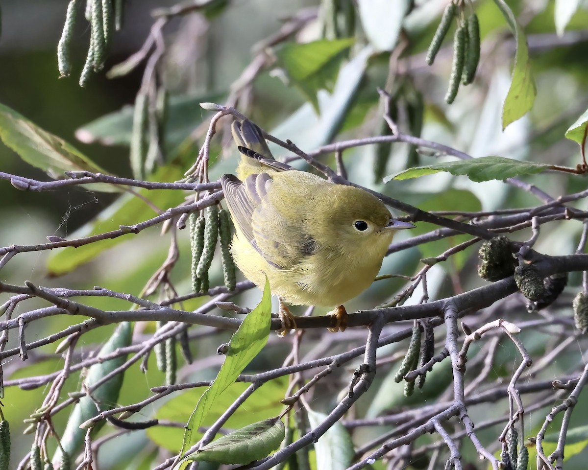 Yellow Warbler - ML488726381