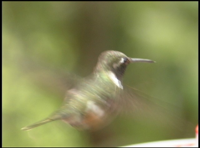 kalypta běloskvrnná - ML488728