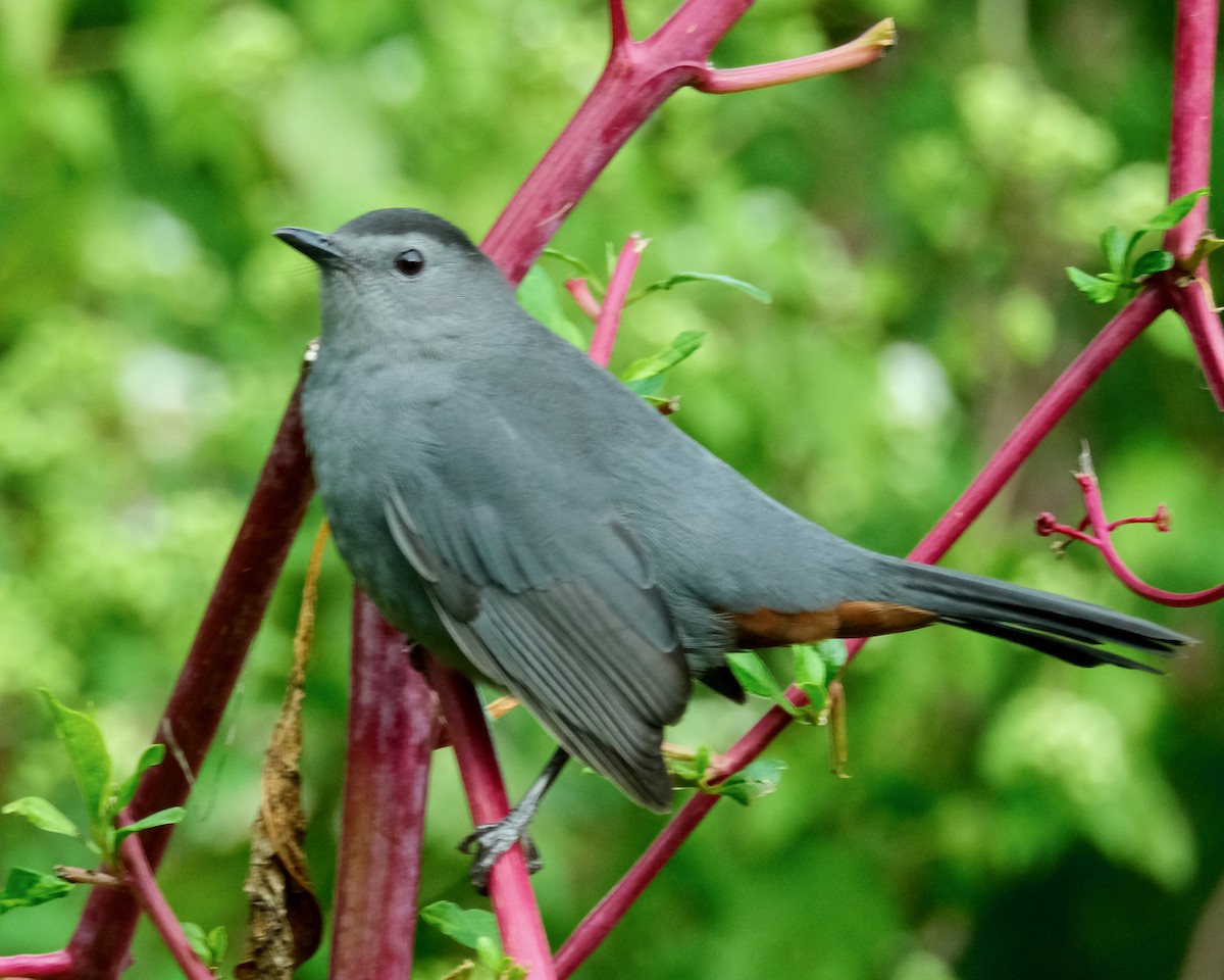 Gray Catbird - ML488728101