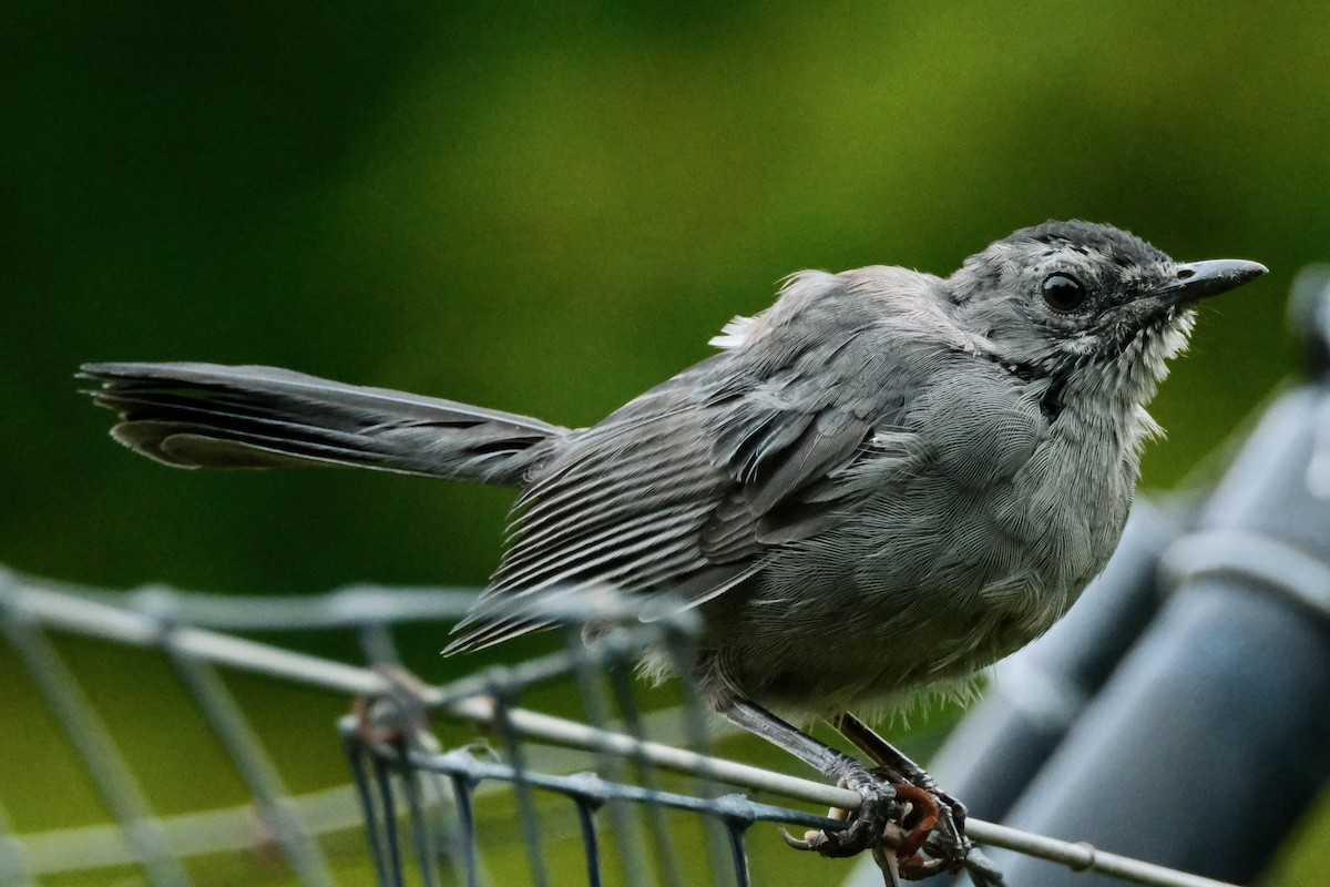Gray Catbird - ML488728111