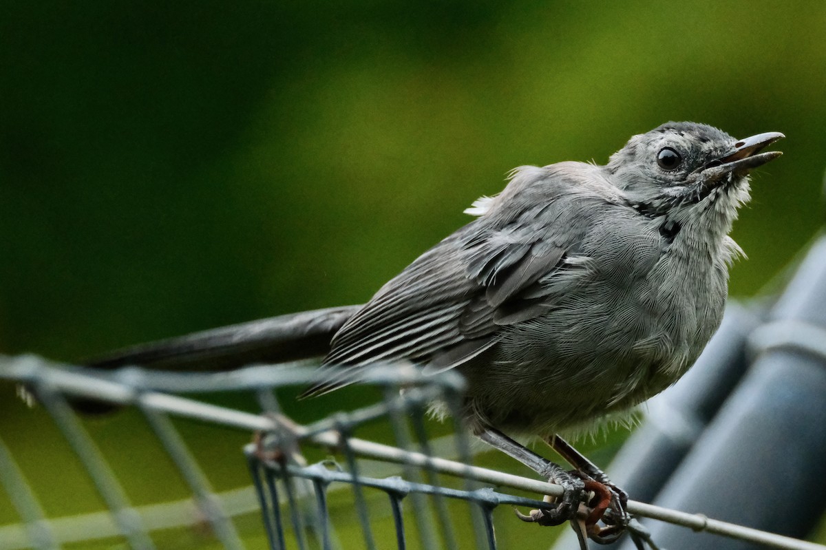 Gray Catbird - ML488728121
