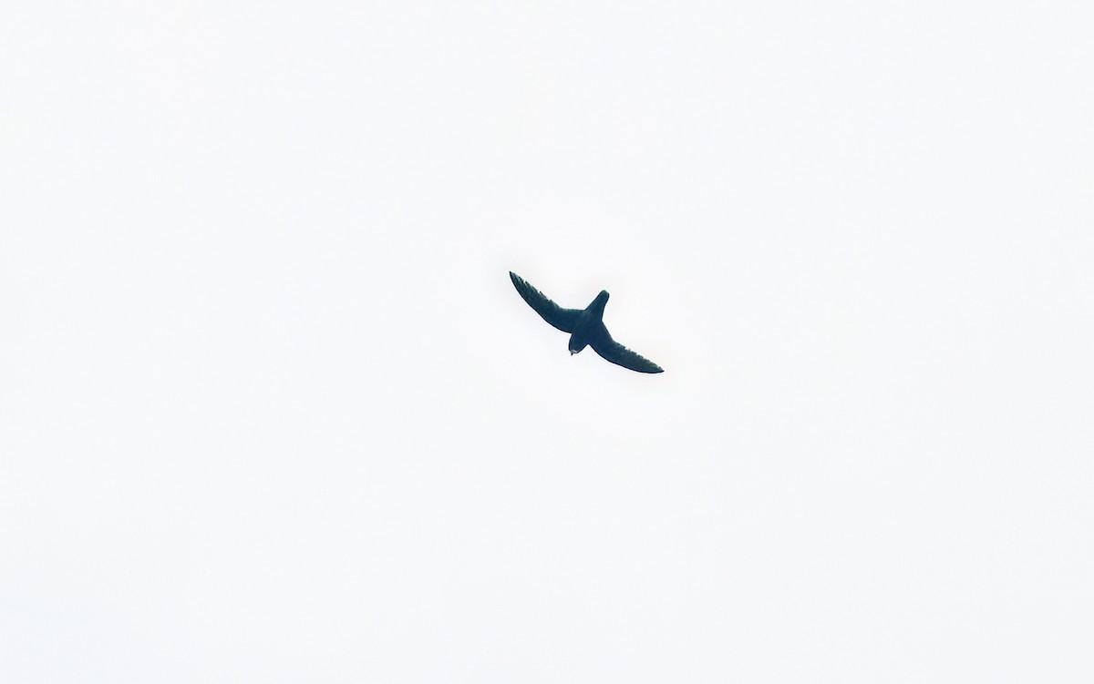 White-chinned Swift - Giselle Mangini