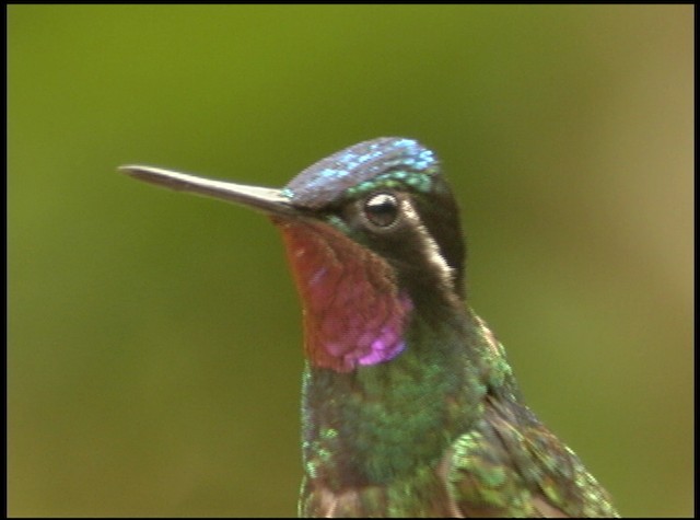 Purple-throated Mountain-gem - ML488729