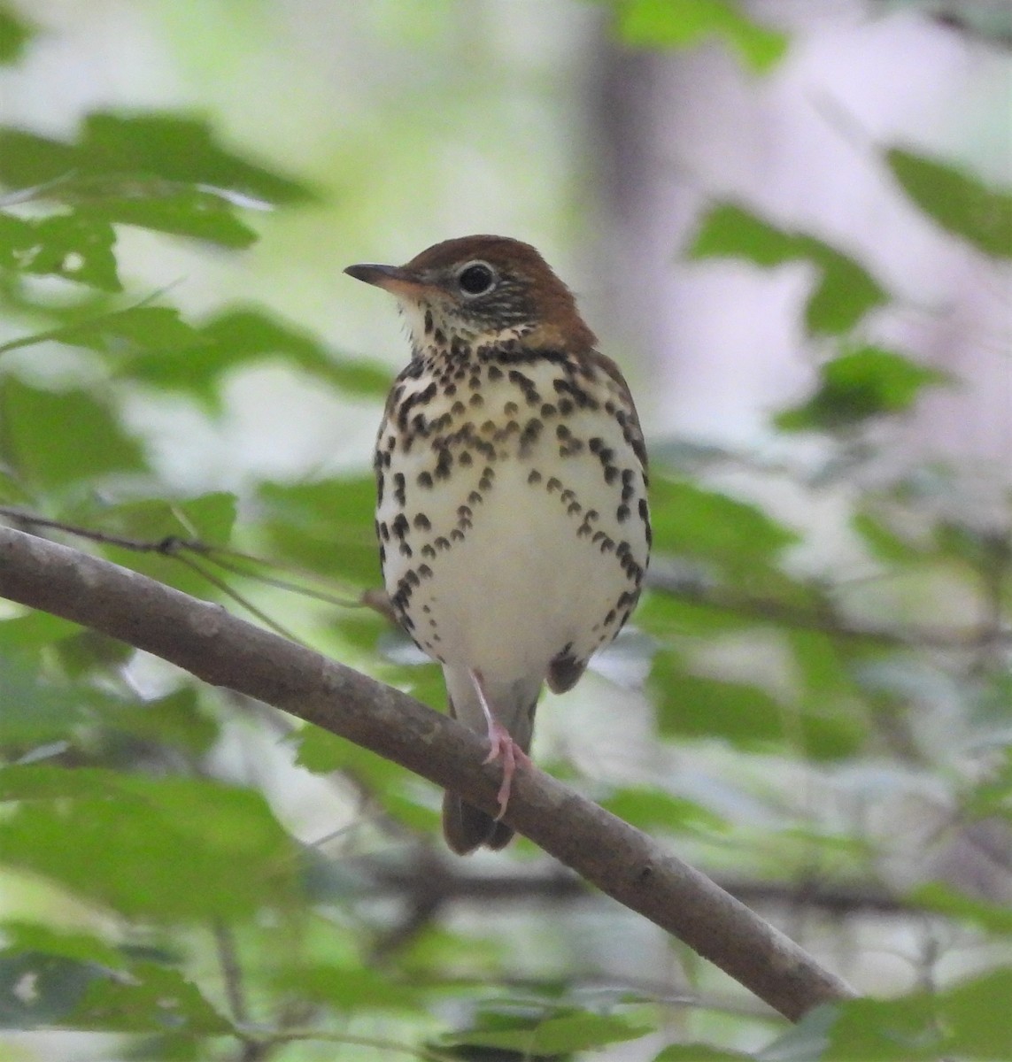 Wood Thrush - ML488729171