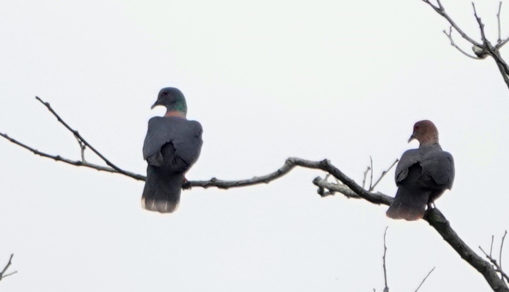 Pigeon à nuque bronzée - ML488729781