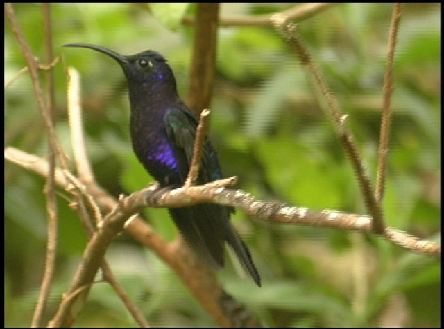 kolibřík fialkový - ML488730