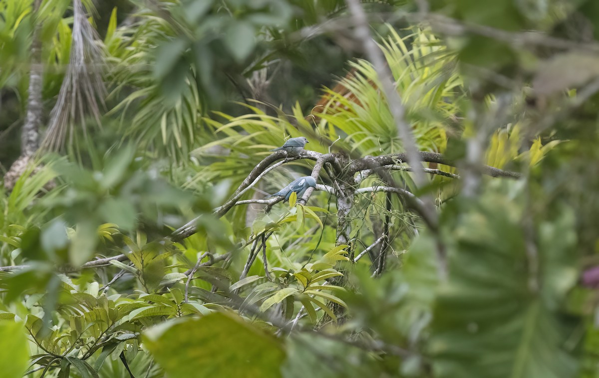 Blue-gray Tanager - Giselle Mangini