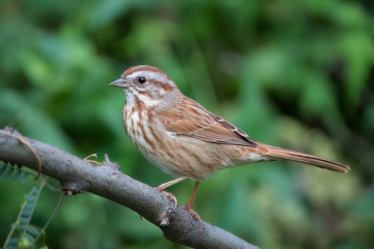 Song Sparrow - Shawn Cooper