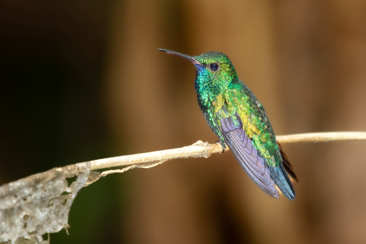 kolibřík modrobradý - ML488730851