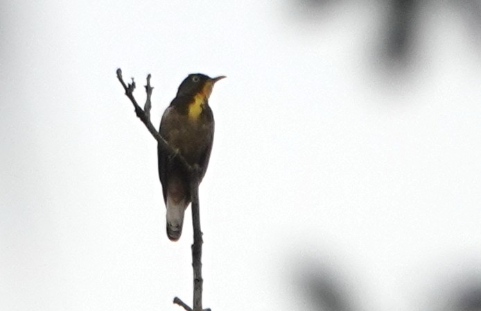 Yellow-throated Cuckoo - ML488730921