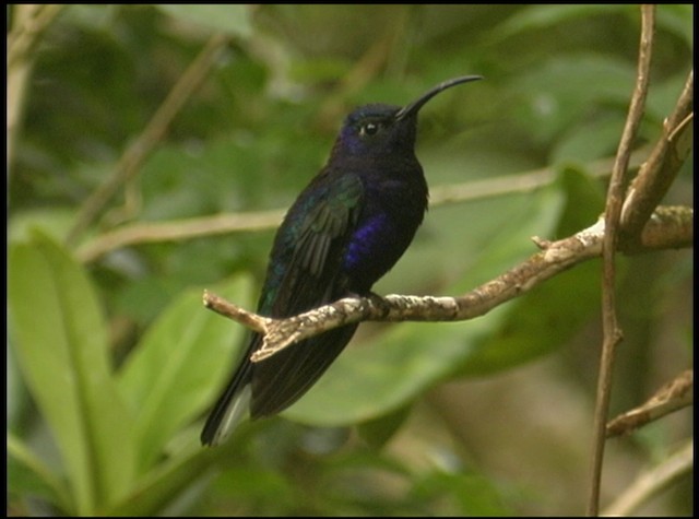 kolibřík fialkový - ML488731