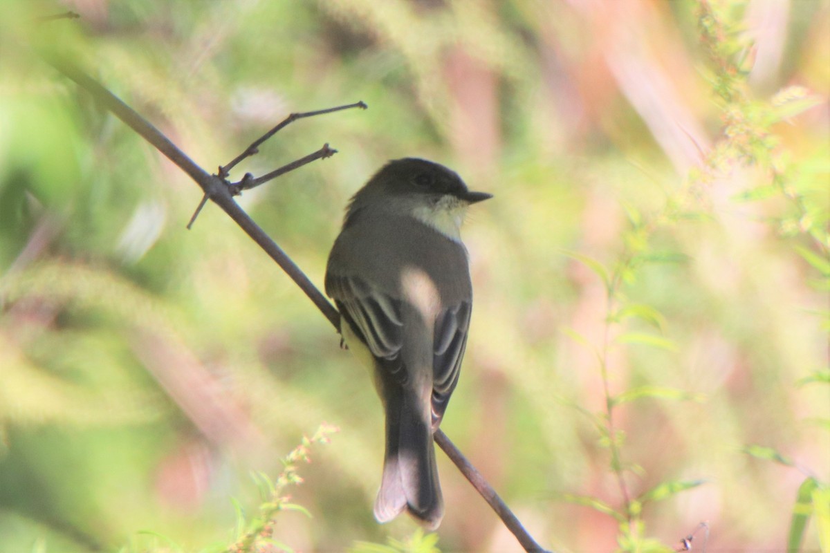 Eastern Wood-Pewee - ML488731071