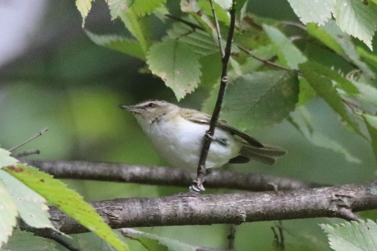 Red-eyed Vireo - Steven Bruenjes