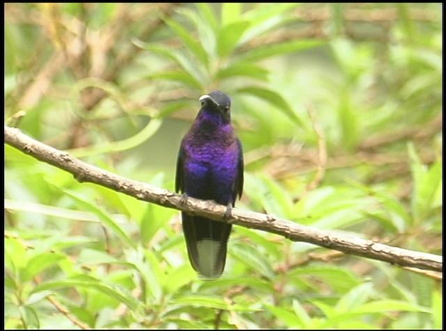 kolibřík fialkový - ML488732