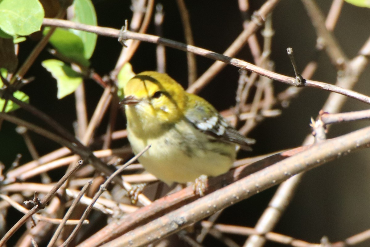 Black-throated Green Warbler - ML488732341