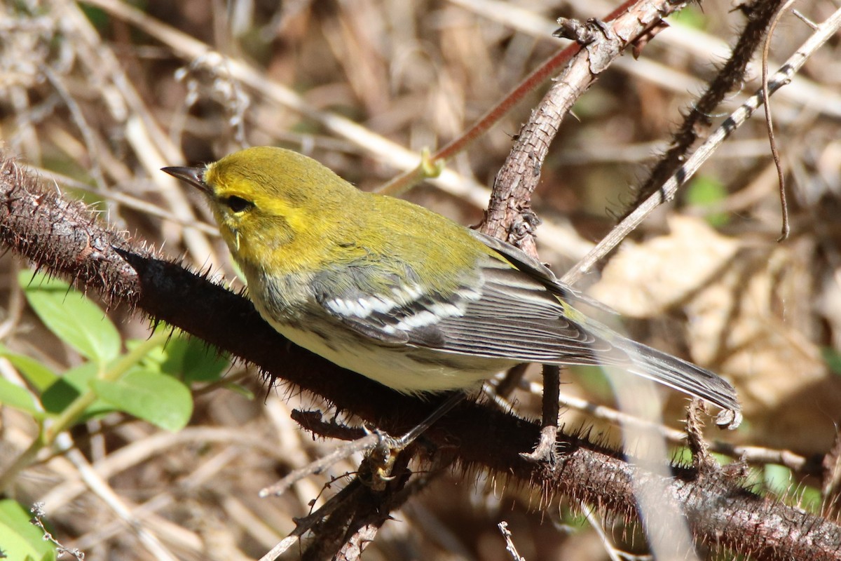 Black-throated Green Warbler - Steven Bruenjes