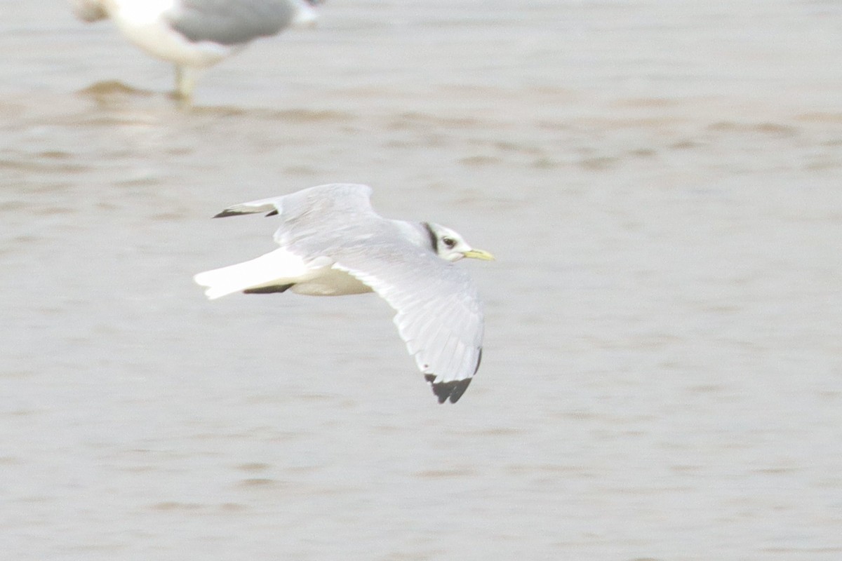 Black-legged Kittiwake - ML488732951