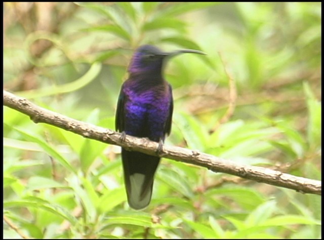 kolibřík fialkový - ML488733