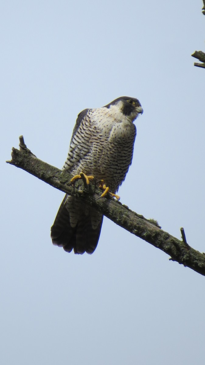 Peregrine Falcon - ML48873361